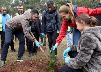 2024-a shpallet viti i pyjeve