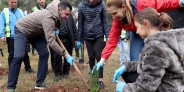 2024-a shpallet viti i pyjeve