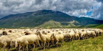 Transumanca futet në UNESCO pas xhubletës