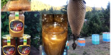 “Bletari Tusha” në vendin e vetëm në botë ku prodhohet Mjalt Bredhi…