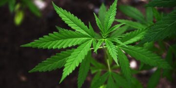 Legalizimi i kanabisit, Gjermania pritet të miratojë projektligjin