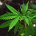 Legalizimi i kanabisit, Gjermania pritet të miratojë projektligjin
