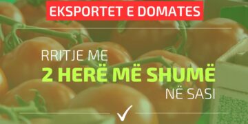 Dyfishohen eksportet e domates në janar 2024