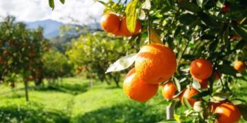 Portokalli, i pandashëm gjatë gjithë vitit