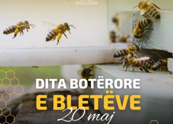 Dita Ndërkombëtare e Bletëve, mbi 4 mijë bletërritës u mbështetën nga Skema Kombëtare