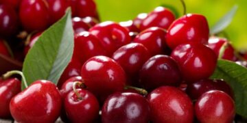 Konsumoni sa më shumë qershi gjatë sezonit