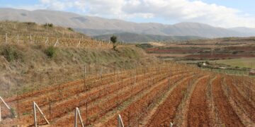 Agro Farm, një diversifikim i aktiviteteve bujqësore