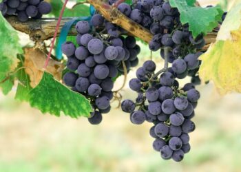 Lëngu i rrushit me limon forcon venat e zemrës