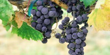 Lëngu i rrushit me limon forcon venat e zemrës