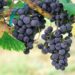 Lëngu i rrushit me limon forcon venat e zemrës