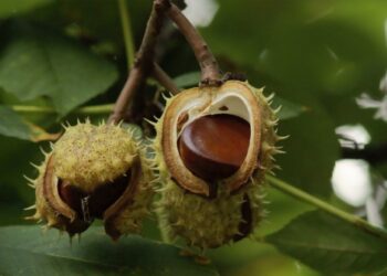 Vlerat e gështenjave, ndër më të mirat e sezonit
