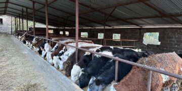 Gjoni Farm , Një histori pasioni, përkushtimi dhe cilësie