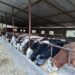 Gjoni Farm , Një histori pasioni, përkushtimi dhe cilësie