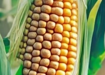 Fermerët falë AI mund të kultivojnë misër me më pak plehra