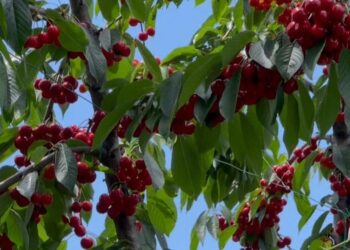 Sezoni i qershive, pse ky frut është i shëndetshëm