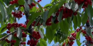 Sezoni i qershive, pse ky frut është i shëndetshëm