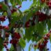 Sezoni i qershive, pse ky frut është i shëndetshëm