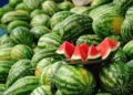 Bostani shqiptar, produkti më i kërkuar në botë! – Vetëm në 8 muaj u eksportuan 54.6 mijë ton në tregjet e huaja