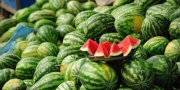 Bostani shqiptar, produkti më i kërkuar në botë! – Vetëm në 8 muaj u eksportuan 54.6 mijë ton në tregjet e huaja
