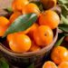 Përfitoni vitaminën C nga fruti më i preferuar i stinës, mandarina