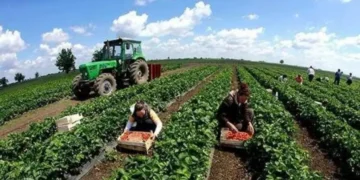 Skema kombëtare 2025, 6.4 miliardë lekë për fermerë