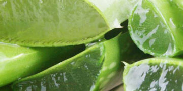 Aloe Vera, shpëtimi i lëkurës pas djegies nga dielli