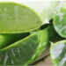 Aloe Vera, shpëtimi i lëkurës pas djegies nga dielli
