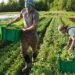 Prodhimi bujqësor arrin në 9,7 milionë ton – Vitit 2025/ Rriten perimet, më pak drithra, fruta dhe ullinj