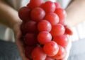 5 frutat më të shtrenjta në botë