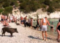 Ishulli i vogël pranë Itakës që po çmend turistët, derrat lahen në det dhe shëtisin mes pushuesve