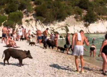 Ishulli i vogël pranë Itakës që po çmend turistët, derrat lahen në det dhe shëtisin mes pushuesve