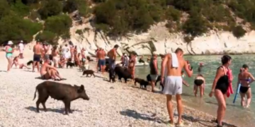 Ishulli i vogël pranë Itakës që po çmend turistët, derrat lahen në det dhe shëtisin mes pushuesve